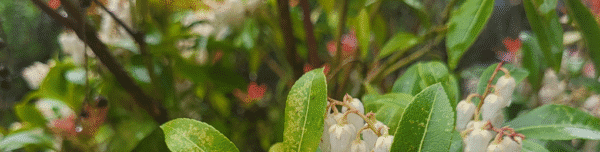 Green leaves and white flowers used as a sustainability-themed blog image